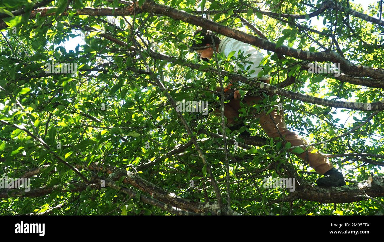 Una donna di mezza età in piedi in un albero di prugne con i lopperi potanti, l'estate che pota l'albero dopo il raccolto Foto Stock