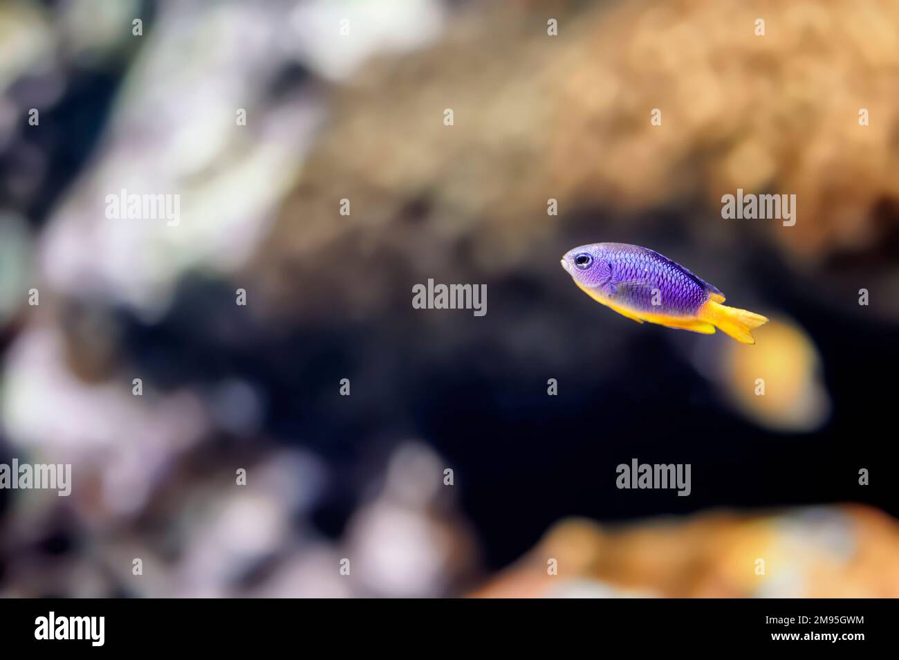 Pesce di Damselfie mezzo blu, Chrysiptera hemicyanea, con un ventre giallo nuoto vicino a una barriera corallina Foto Stock