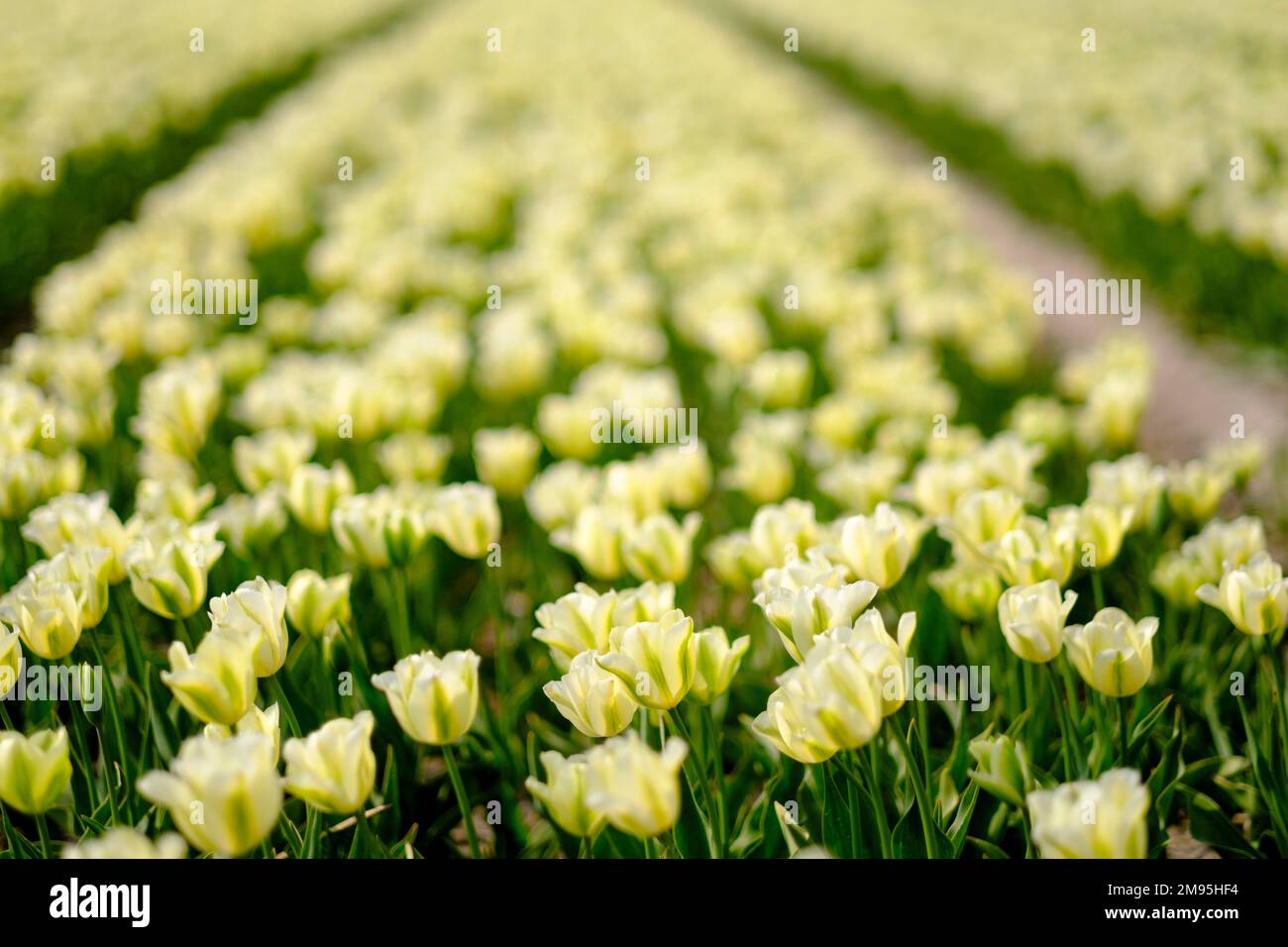 Campi di tulipani in fiore in primavera, il 23 aprile 2022, a Noordwijk, nei Paesi Bassi fioritura primaverile dei tulipani Foto Stock