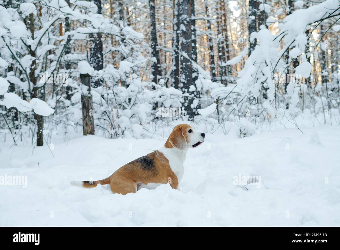 Carino piccolo terrier corsa e giocare nella foresta invernale durante la passeggiata Foto Stock