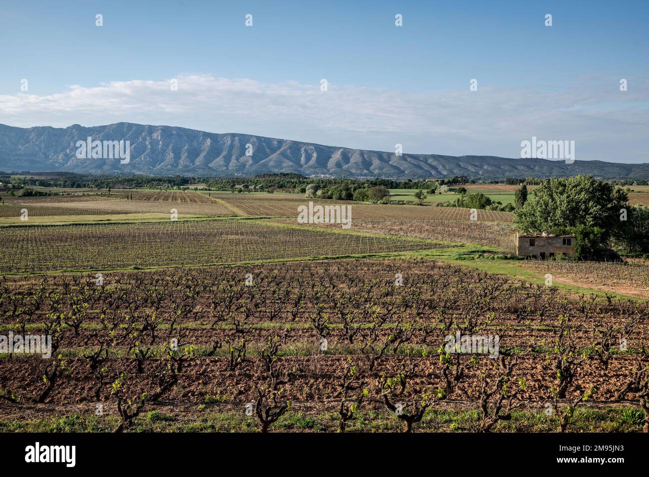 Pianura agricola tra Puyloubier e Trets (Francia sud-orientale): Vigneto in primavera con il Monte di Sainte-Victoire sullo sfondo Foto Stock