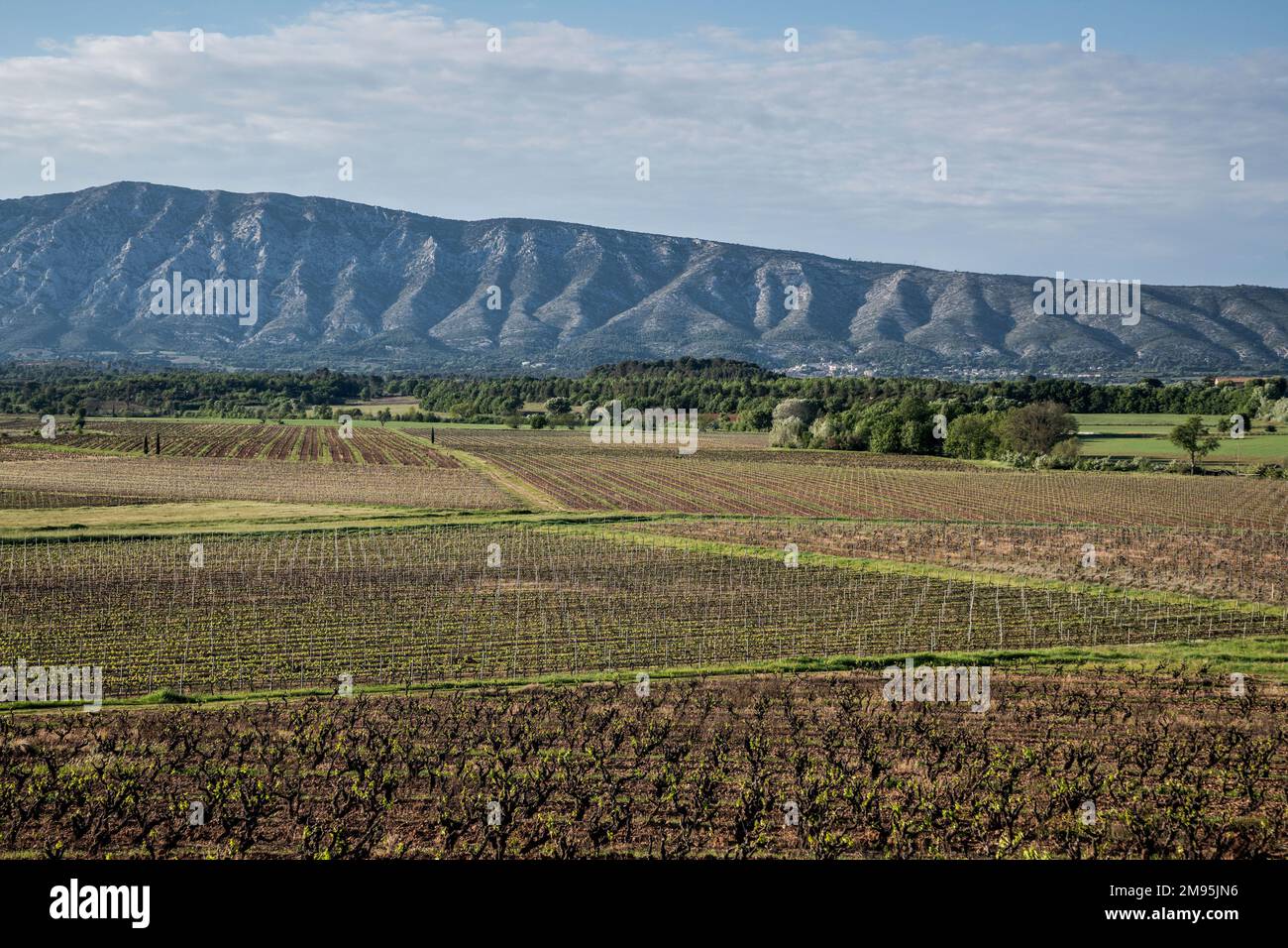 Pianura agricola tra Puyloubier e Trets (Francia sud-orientale): Vigneto in primavera con il Monte di Sainte-Victoire sullo sfondo Foto Stock