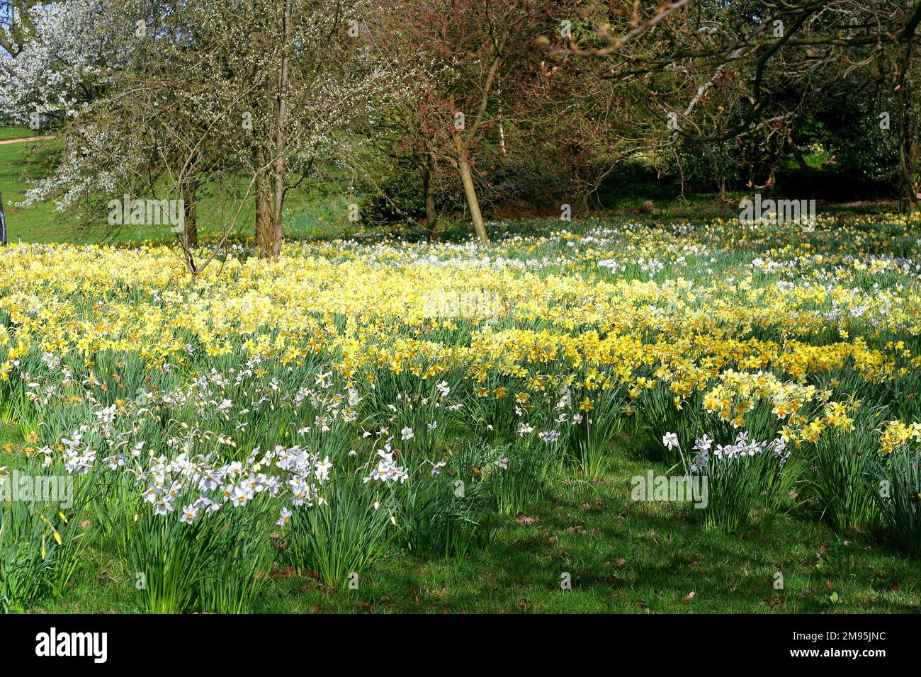 Tappeto da giunco immagini e fotografie stock ad alta risoluzione - Alamy