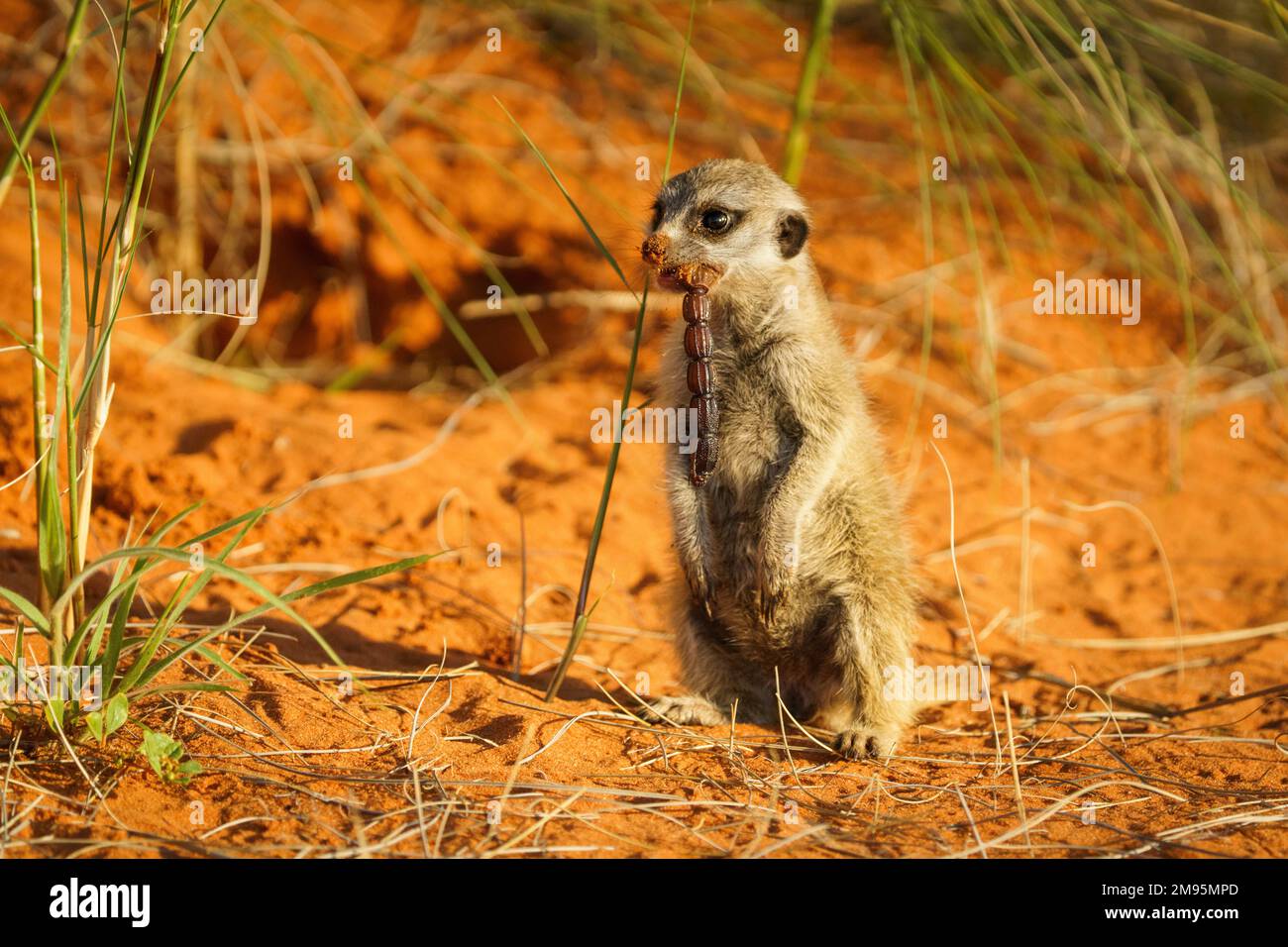 Baby Meerkat (Suricata suricatta) mangiare e si alza in piedi con uno scorpione in bocca. La coda dello scorpione è sospesa. Kalahari, Sudafrica Foto Stock