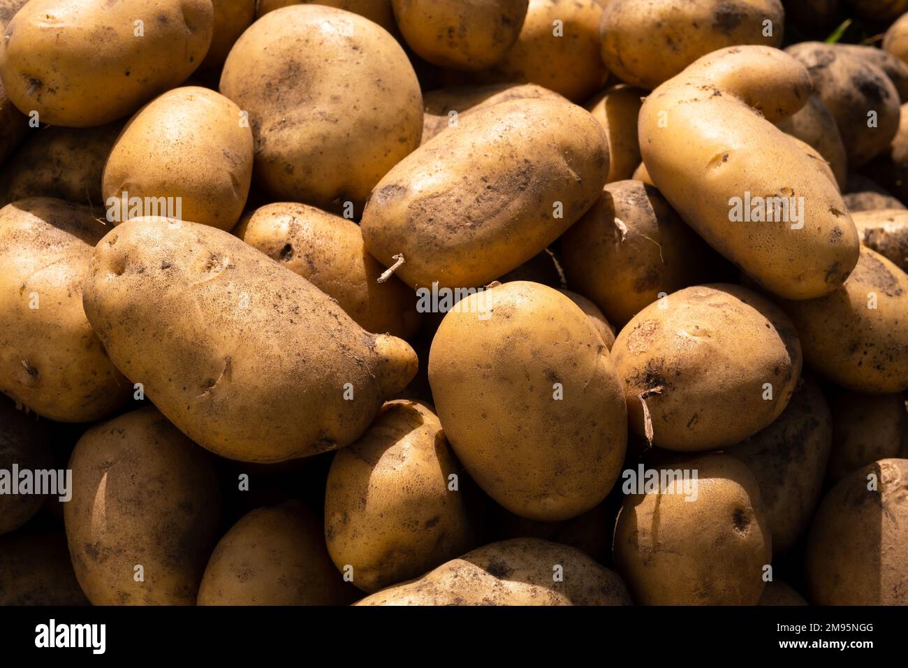 Un sacco di patate raccolte giacendo in un mucchio. Raccolto autunnale. Foto Stock