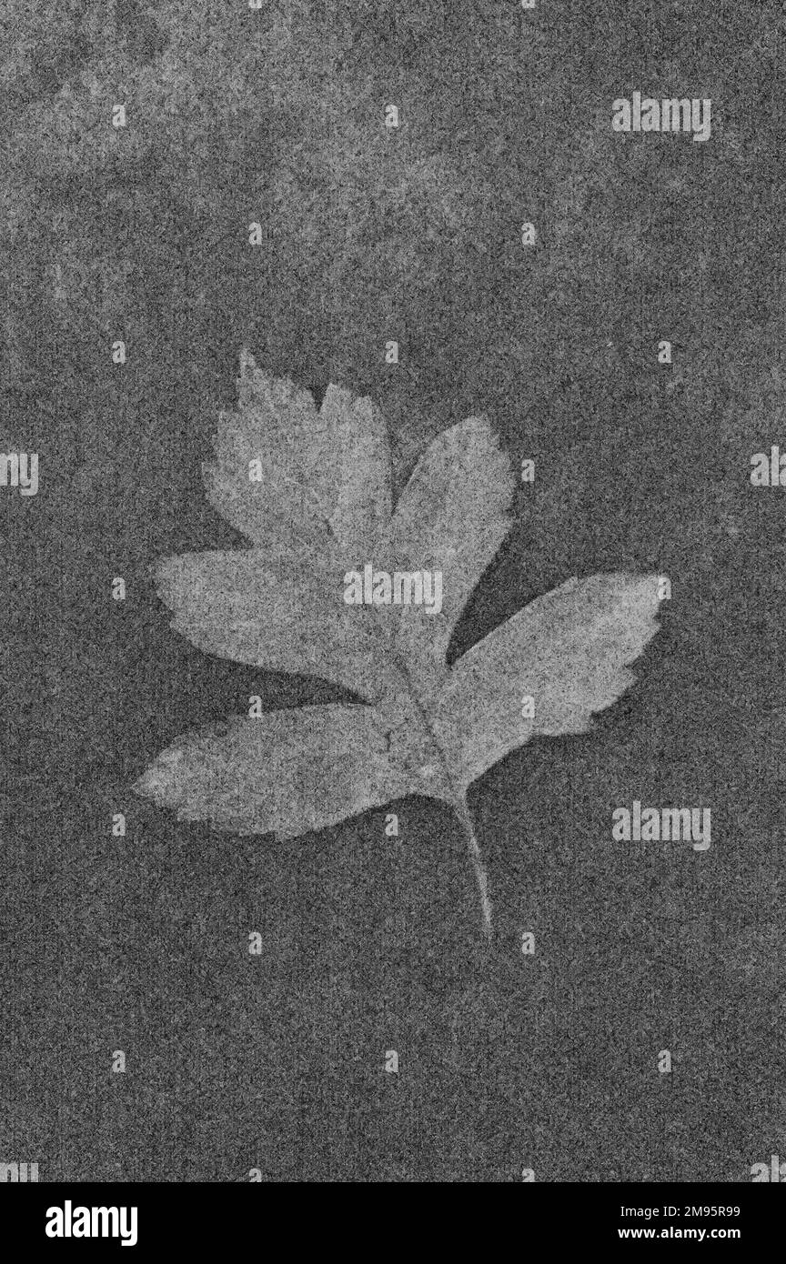 Immagine monocromatica di una singola foglia di biancospino o di albero di Crataegus monogyna giacente su metallo annerito Foto Stock