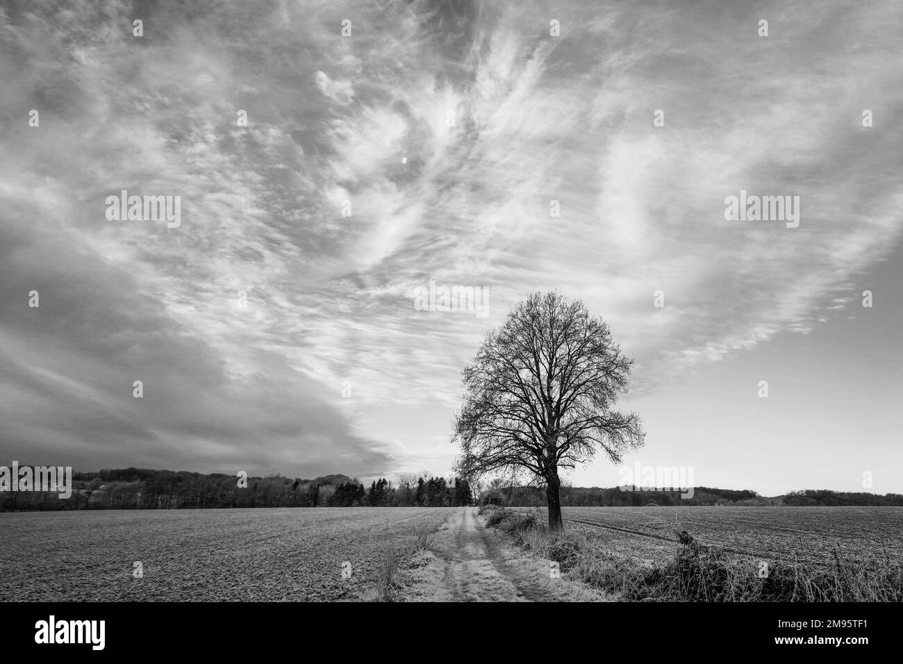 Germania Hüllhorst albero paesaggio Foto Stock