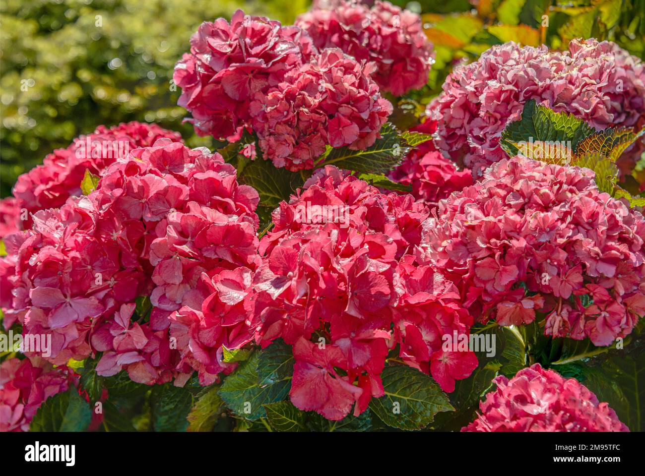 Fiori di idrangea (Hydranges macrophylla) 'Camilla' a Landschloss Zuschendorf, Sassonia, Germania Foto Stock