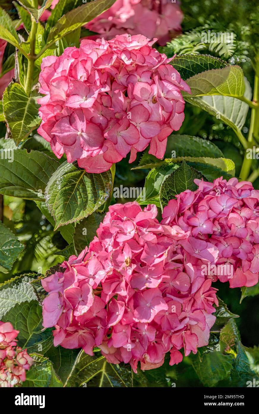 Fiori di idrangea (Hydranges macrophylla) 'Camilla' a Landschloss Zuschendorf, Sassonia, Germania Foto Stock