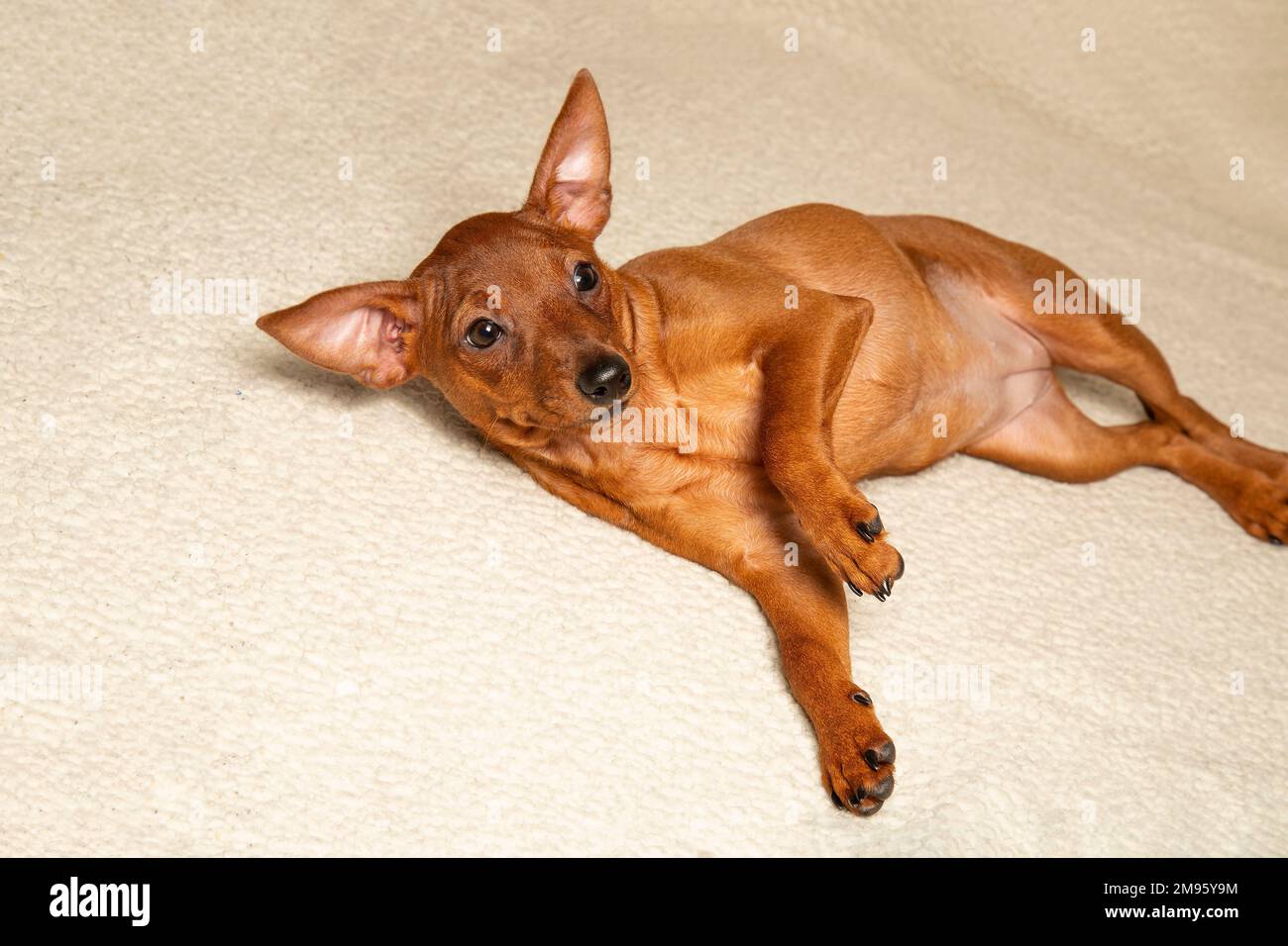 Il cucciolo si stese sul lettino. Un piccolo cane da giro è sdraiato sul divano. Foto Stock