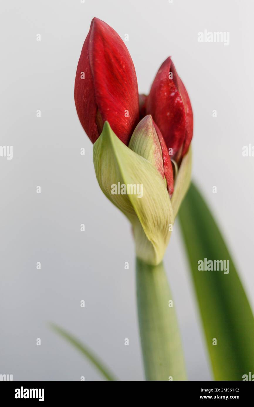 Un primo piano verticale di germogli di fiori di Hippeastrum reginae. Foto Stock