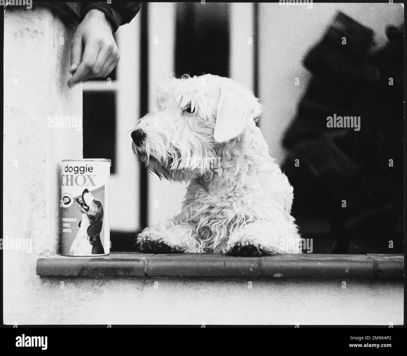 Un fortunato cane bianco Sealyham terrier con la sua scatola di 'Doggie Chox'. Foto Stock