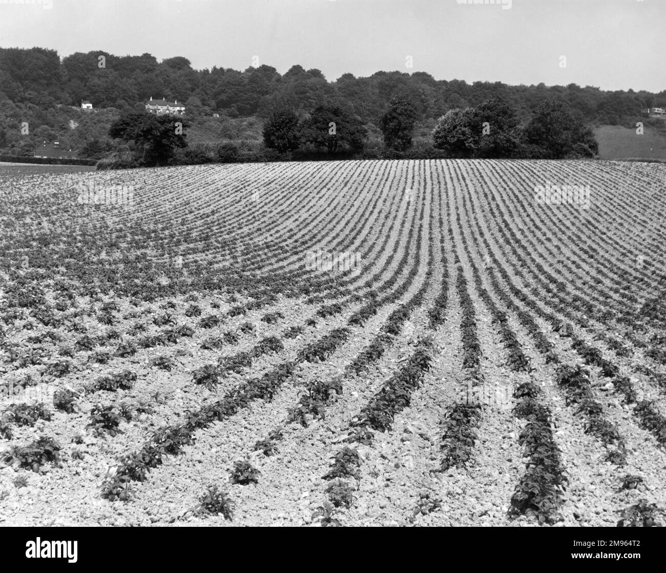 Un campo con linee di raccolti possibilmente patate. Foto Stock