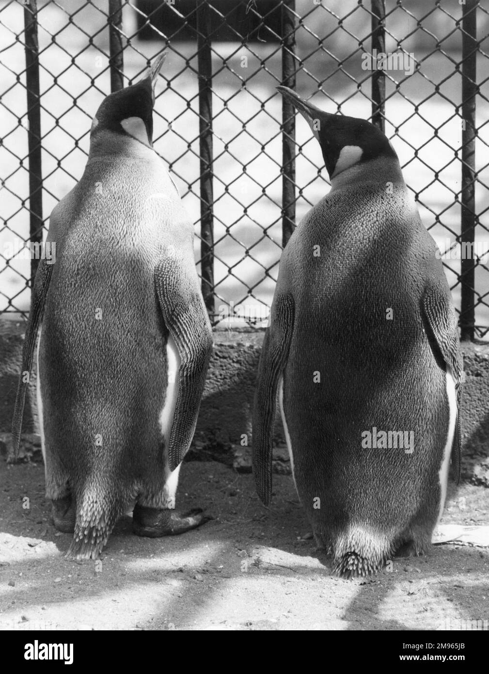 Pinguino pals. Foto Stock