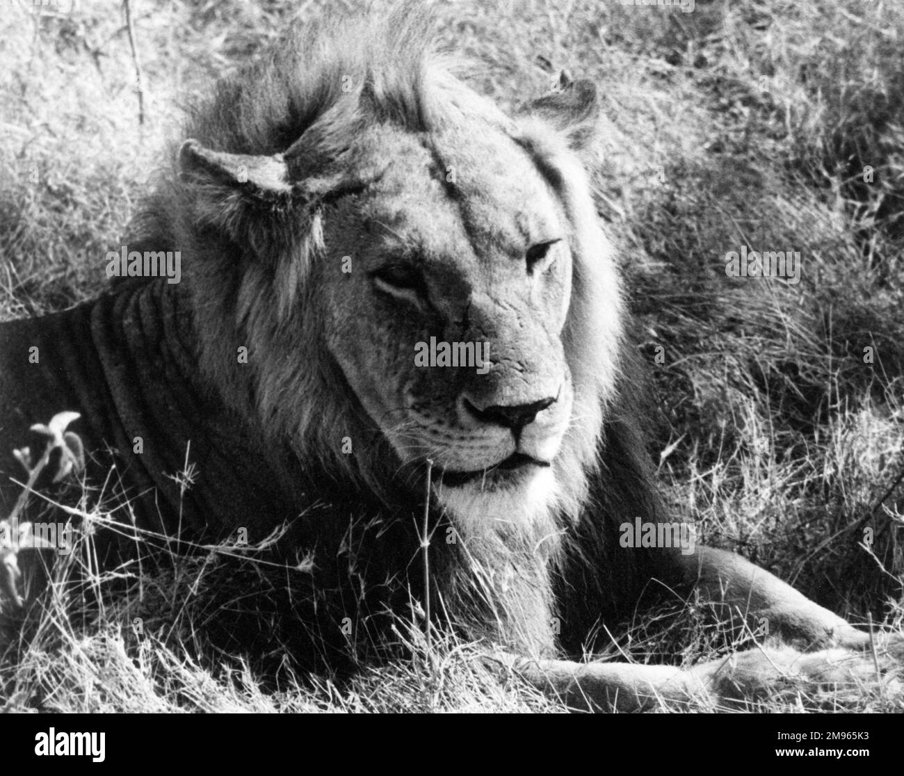 Un leone soddisfatto. Foto Stock