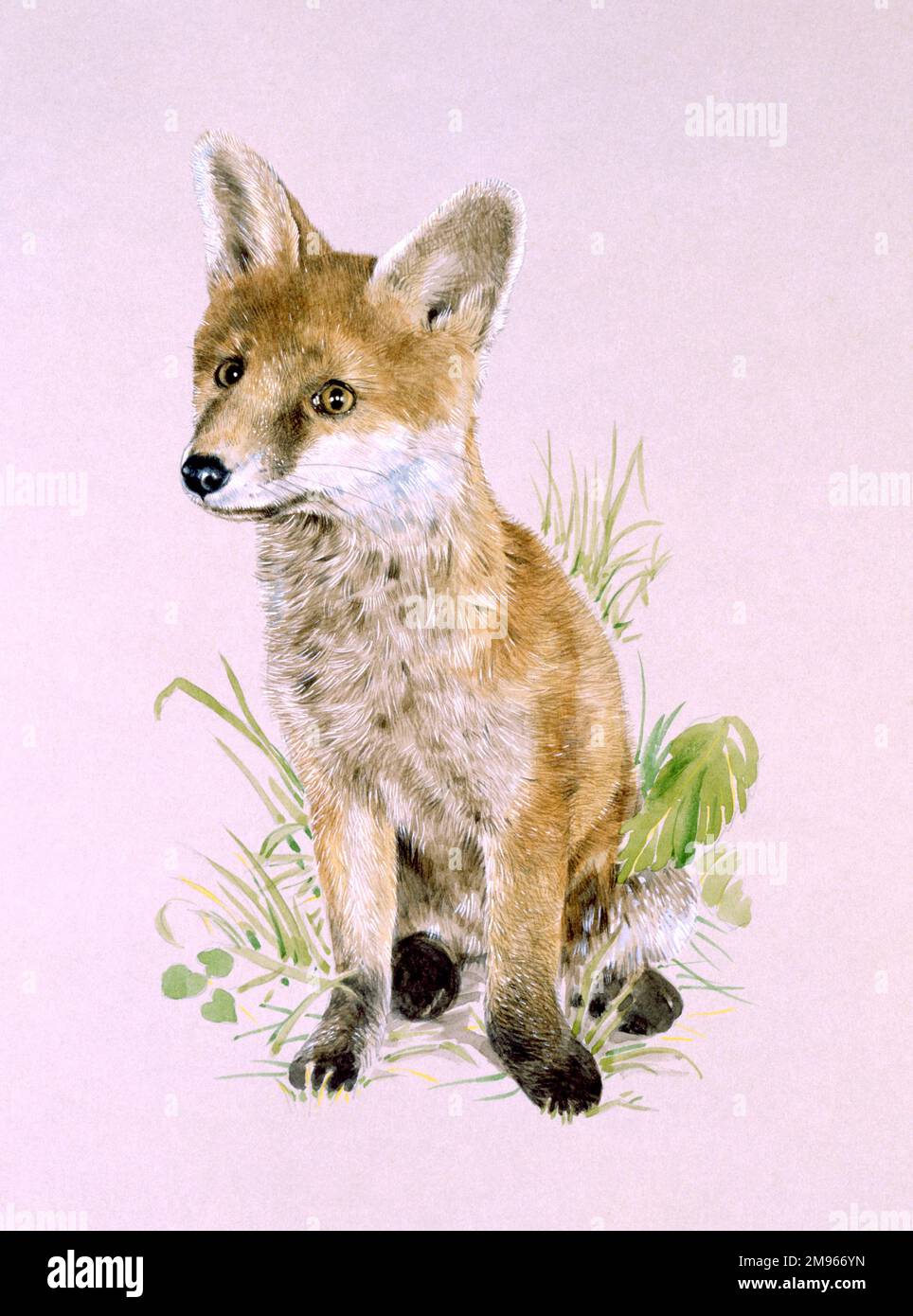 Una giovane volpe rossa (Vulpes vulpes). Dipinto di Malcolm Greensmith Foto Stock