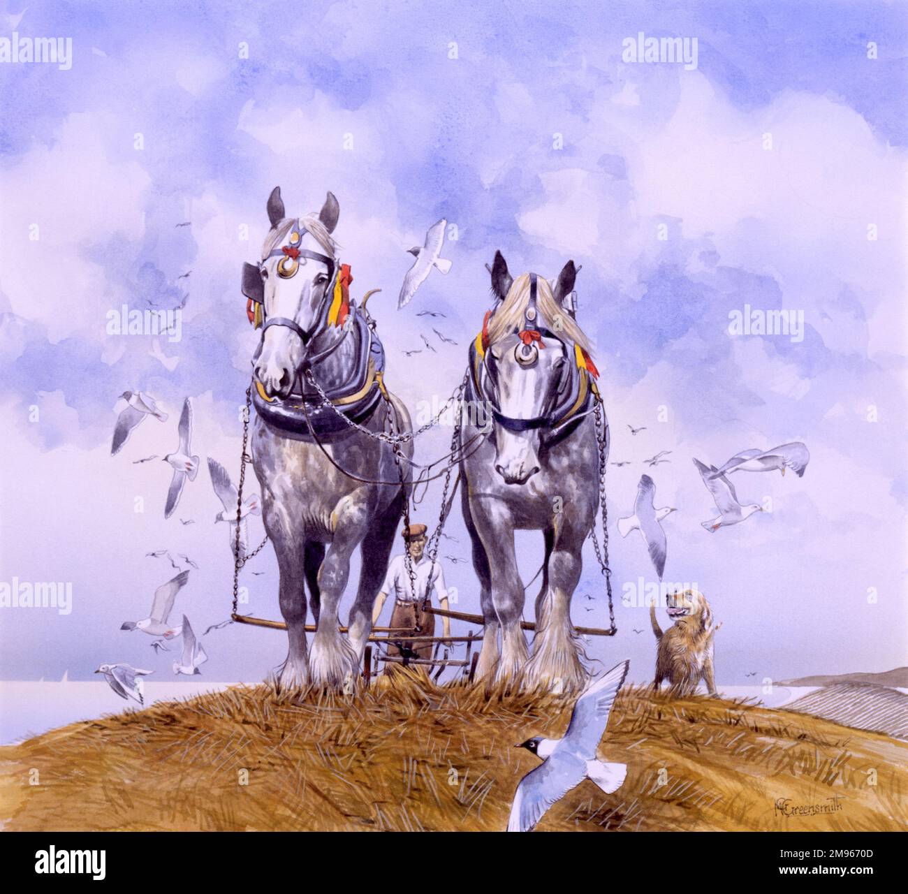 Una squadra di due cavalli bianchi shire tira un aratro leggero su un campo di mais tagliato di recente. Dipinto di Malcolm Greensmith Foto Stock