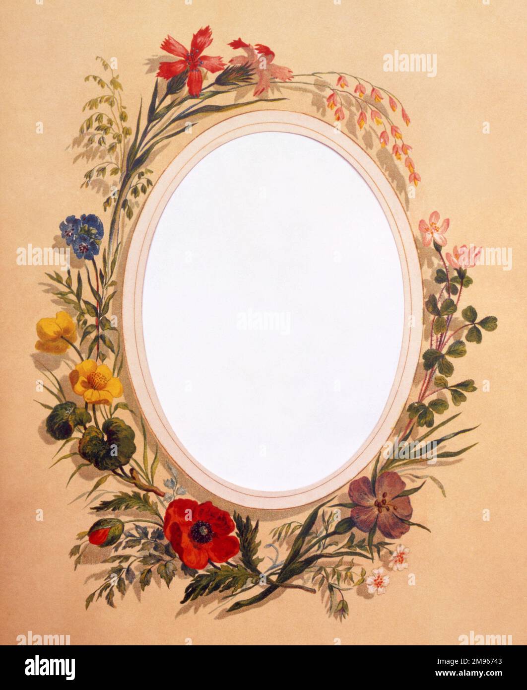 Un contorno floreale ovale decorativo con fiori selvatici britannici. Dipinto di Malcolm Greensmith Foto Stock