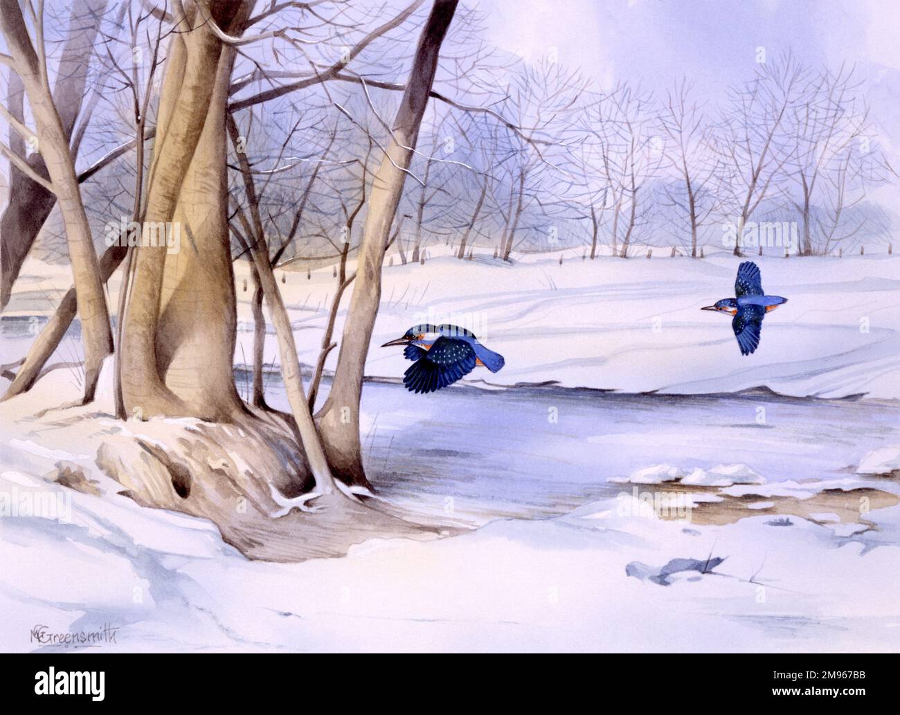 Un paesaggio invernale innevato con due Martin pescatori che volano in basso vicino a un grumo di alberi. Foto Stock