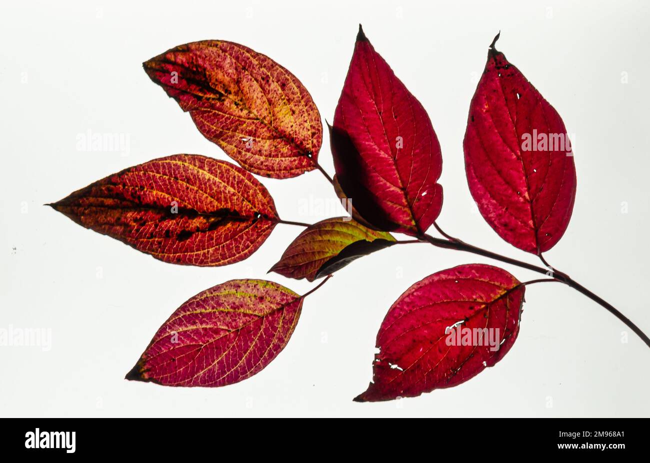 foglie rosse isolate Foto Stock