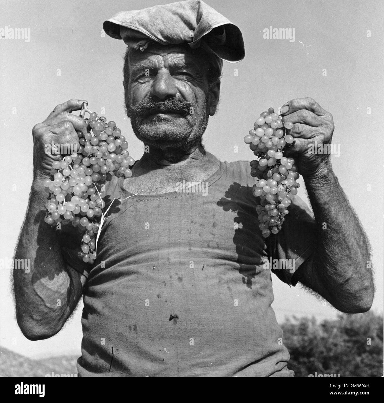 Un uomo in vigna, che tiene due grandi grappoli di uve bianche che ha appena raccolto. Foto Stock