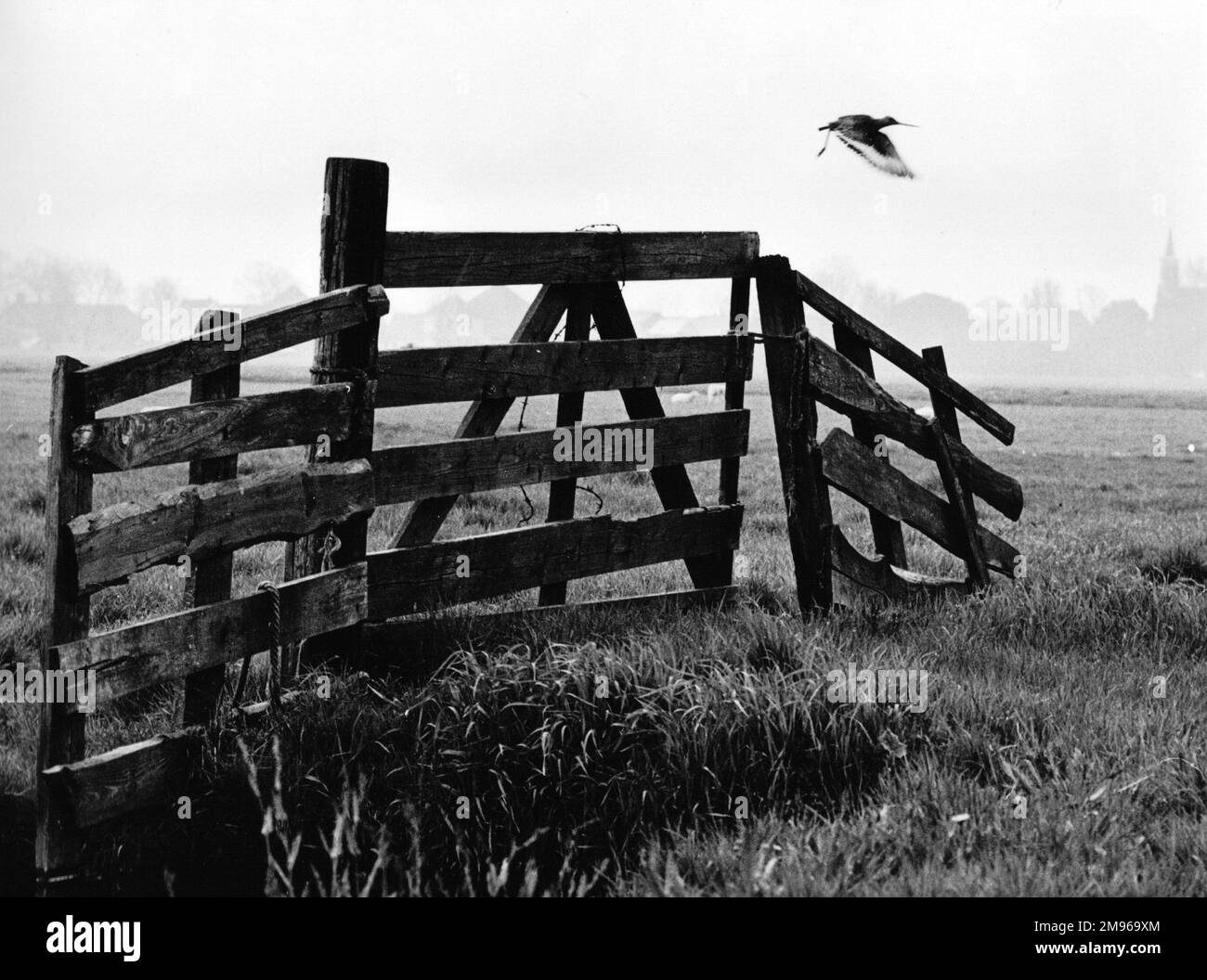 Un uccello che vola su un campo in una giornata nebbiosa, da qualche parte in Olanda. Una vecchia recinzione a ramphackle forma un modello interessante in primo piano. Foto Stock Un uccello che vola su un campo in una giornata nebbiosa, da qualche parte in Olanda. Una vecchia recinzione a ramphackle forma un modello interessante in primo piano. Foto Stock