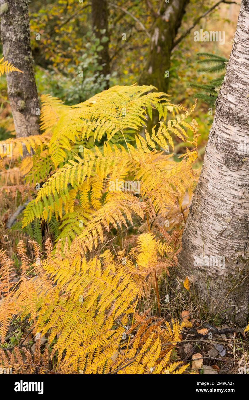 Bracken e boschi in autunno, Loch Lomond e Trossachs National Park, Scozia Foto Stock