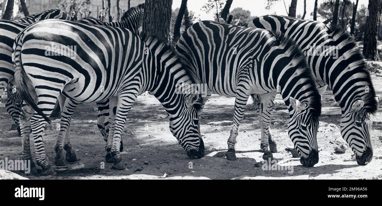Un gregge di zebra (Equus Quagga) in una zona soleggiata e boscosa. Foto Stock
