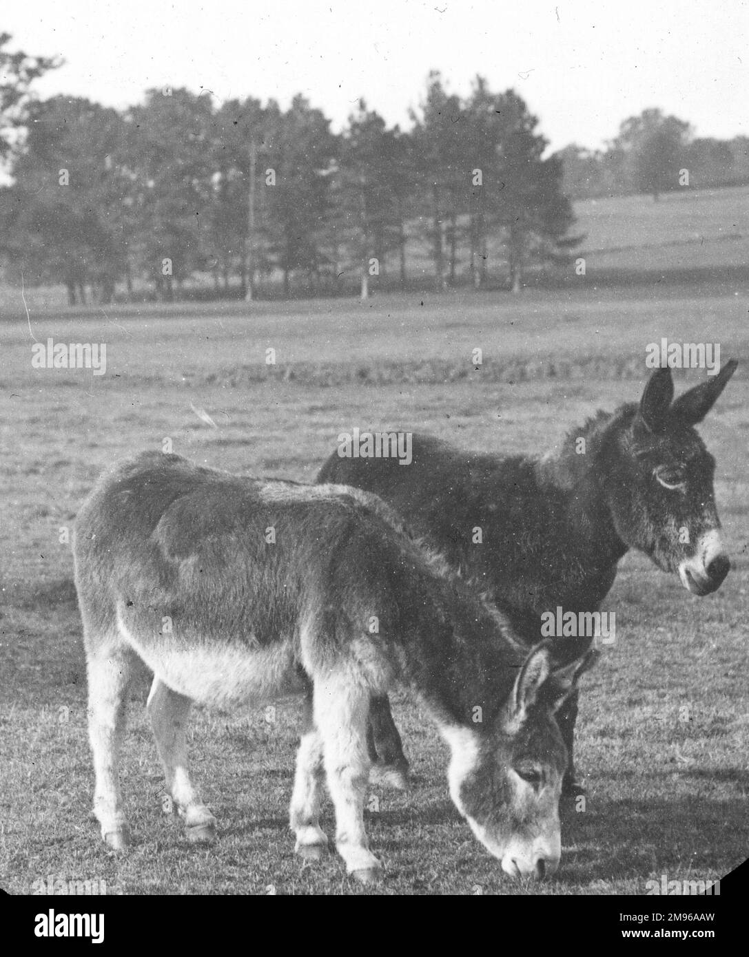 Due asini in un campo. Usato come aiuto visivo a scopi propagandistici, usato per descrivere due parlamentari come "un paio di asini". Foto Stock