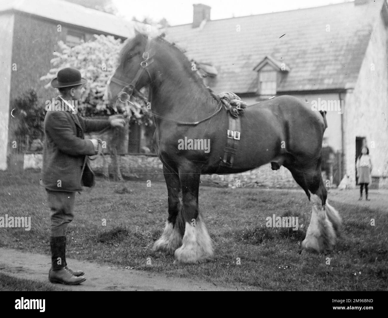 Un Signore che tiene le redini di un cavallo shire di fronte a una casa, probabilmente da qualche parte nel Galles centrale. Una bambina guarda da lontano. Foto Stock