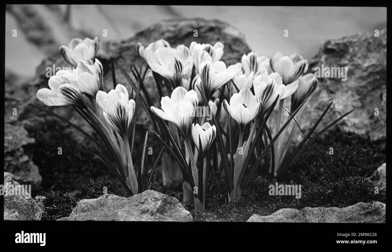 Crocus Versicolor (tela di Crocus d'Argento), con petali bianchi e strisce viola. Visto qui in un ambiente rockery. Foto Stock