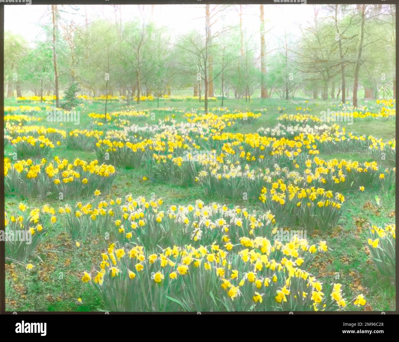 Narciso (Narciso) con alberi sullo sfondo a Kew Gardens, West London. Foto Stock