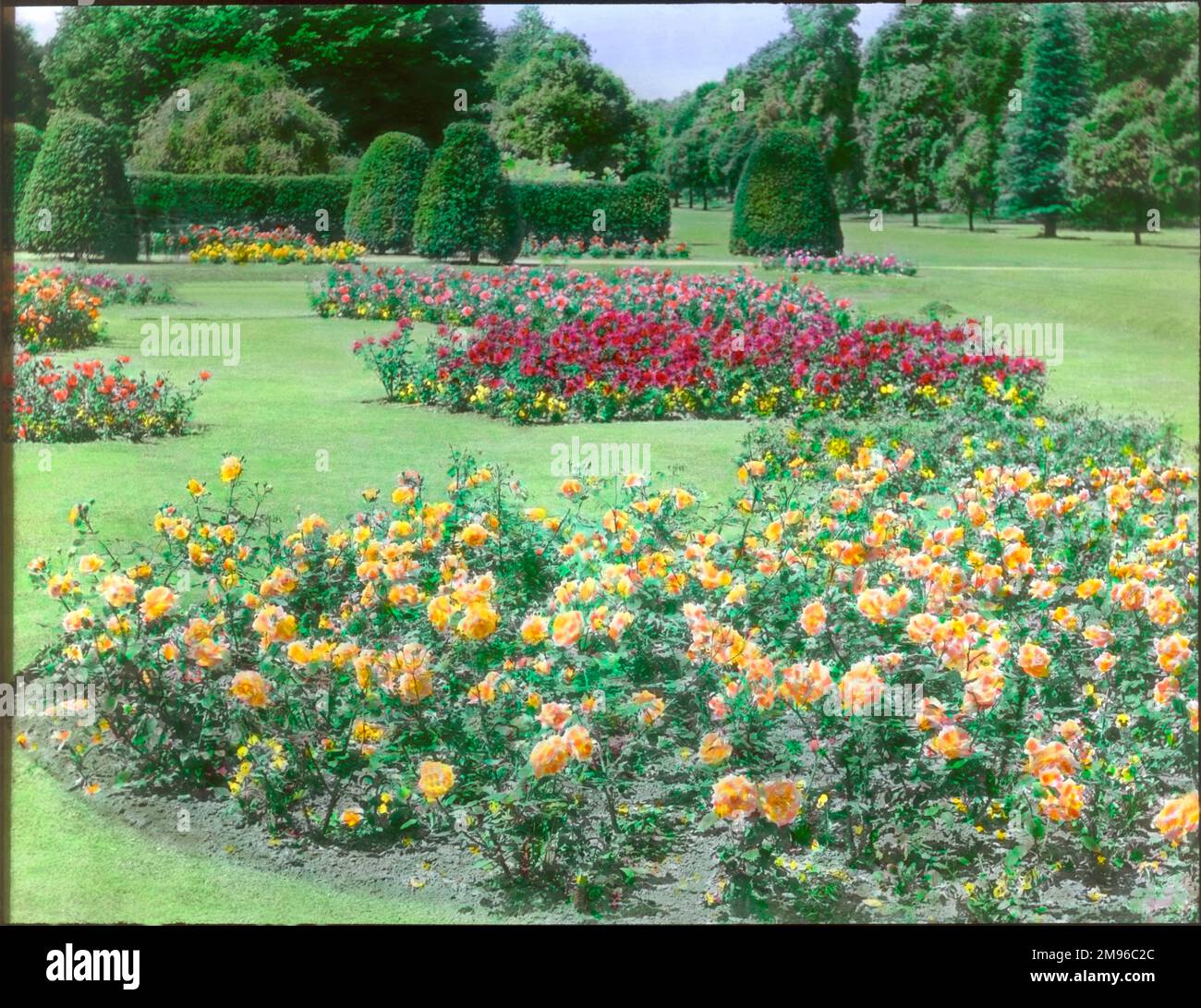 Un giardino di rose a Kew Gardens, West London, con alberi e arbusti sullo sfondo. Foto Stock