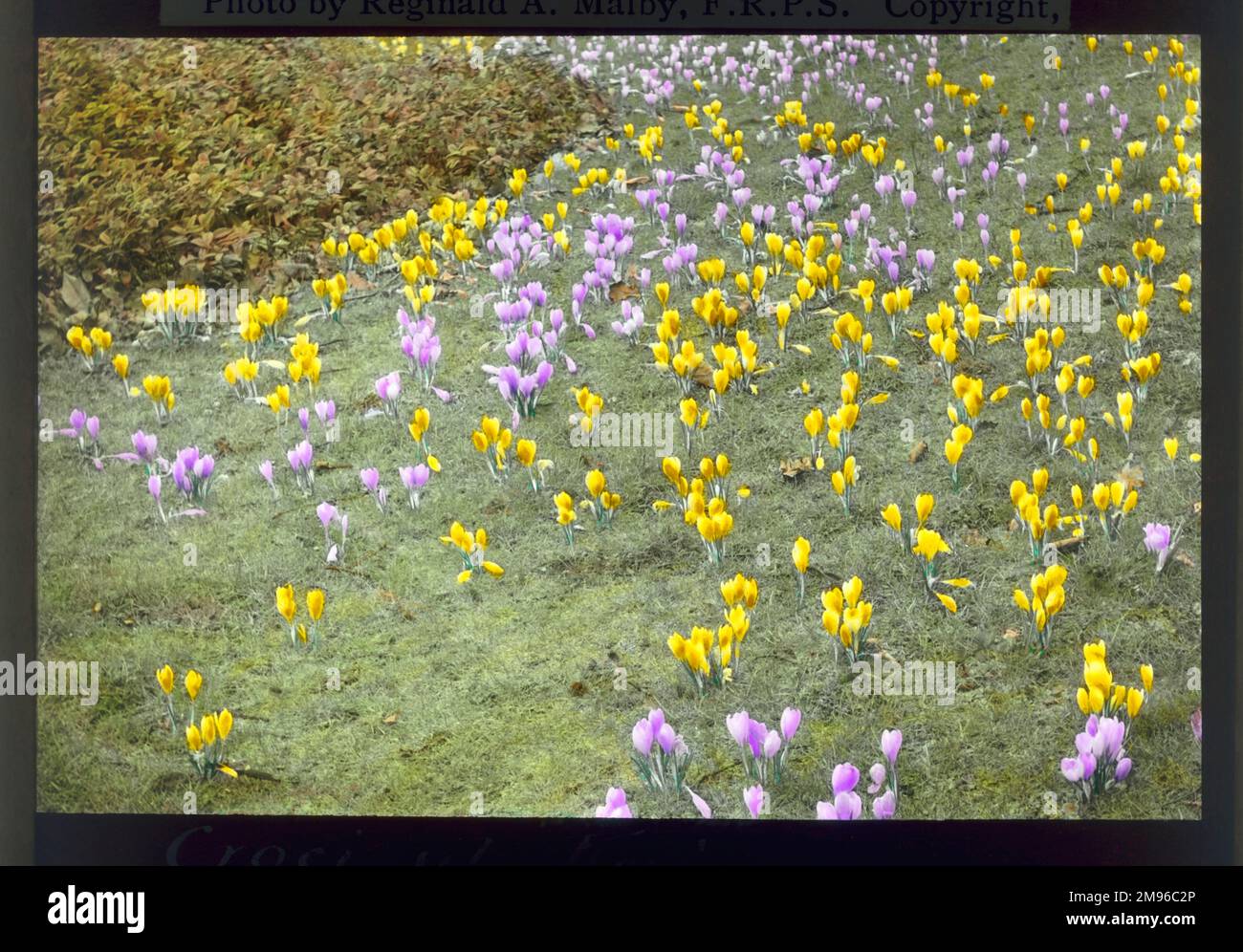 croci gialli e malvi (croco, croci) che crescono nell'erba di Kew Gardens, West London. Foto Stock