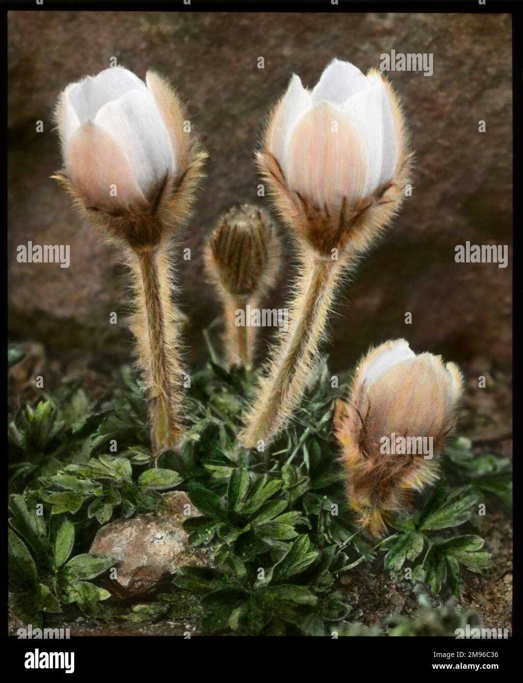 Anemone Vernalis (Pulsatilla Vernalis), con i fiori rosa e bianco parzialmente aperti, e steli molto pelosi. Foto Stock