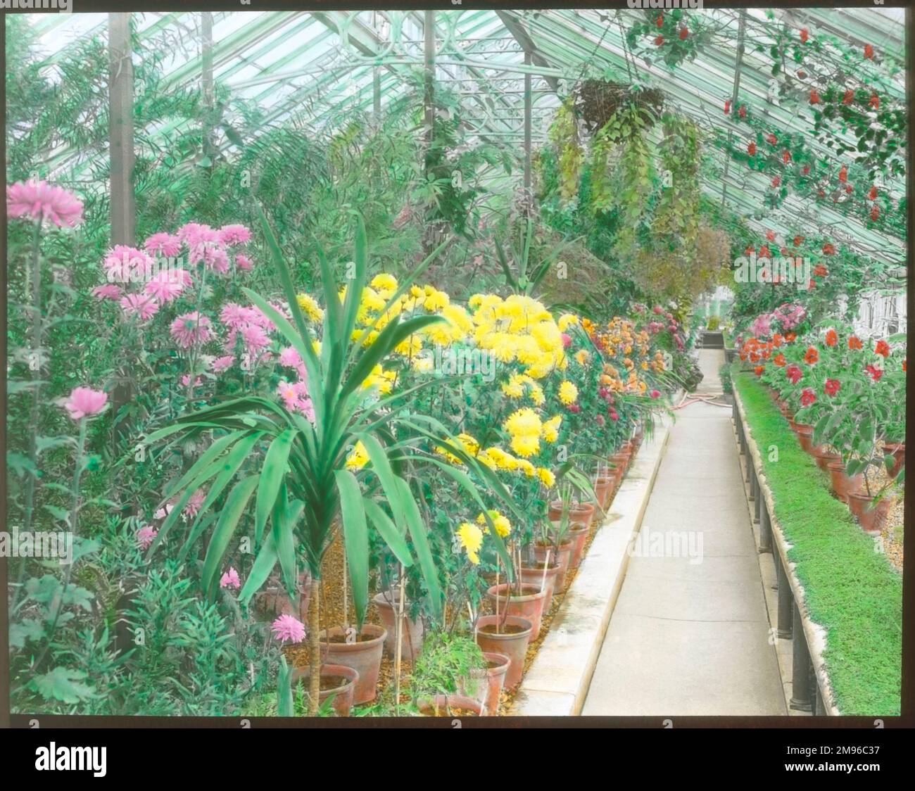 Vista all'interno di una serra presso i Kew Gardens, West London, con una gamma di piante e fiori di diversi colori. Foto Stock