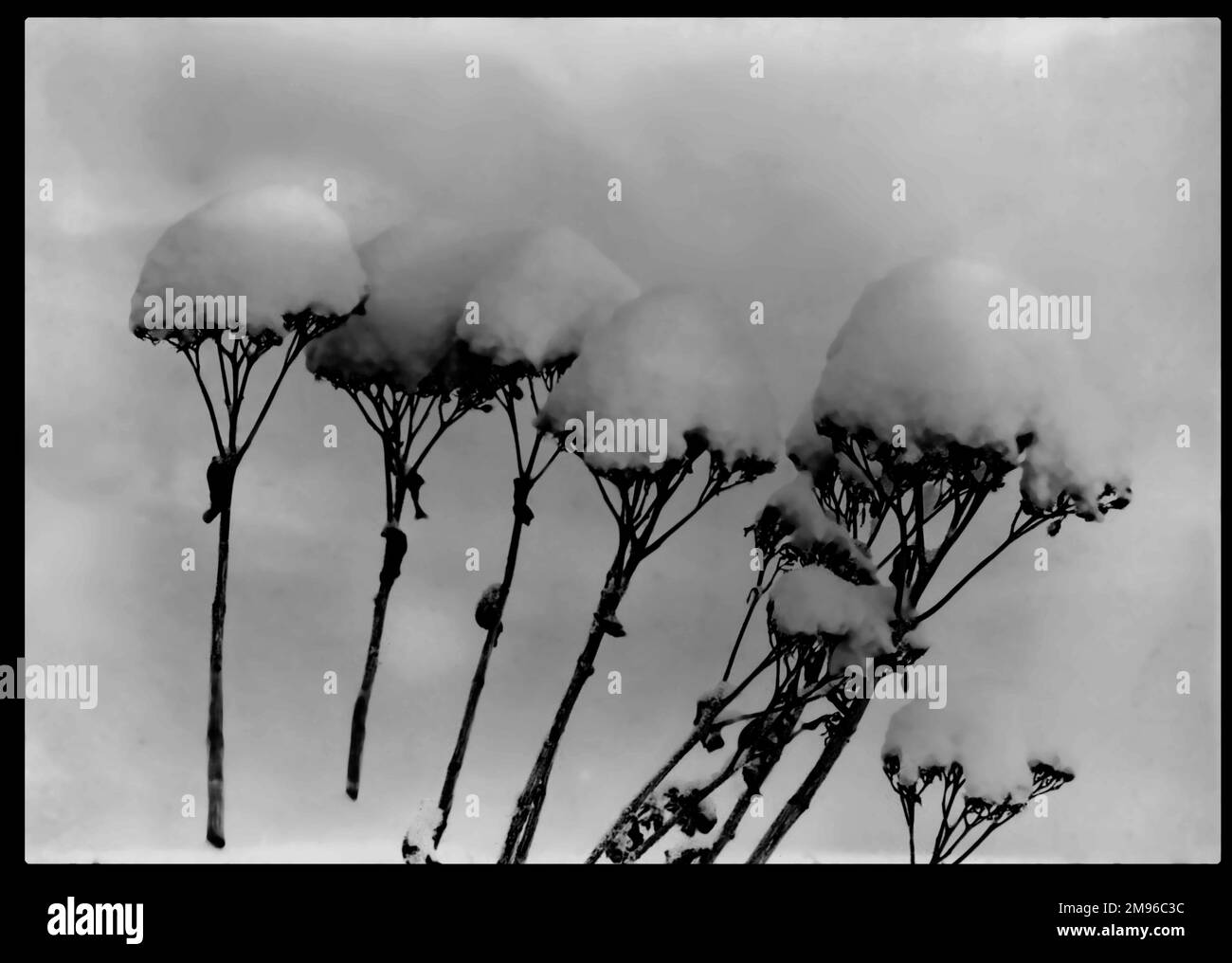 Sedum Spectabile (pianta di ghiaccio) della famiglia delle Crassulaceae, perenne con fiori rosa brillante. Visto qui nella neve. Foto Stock