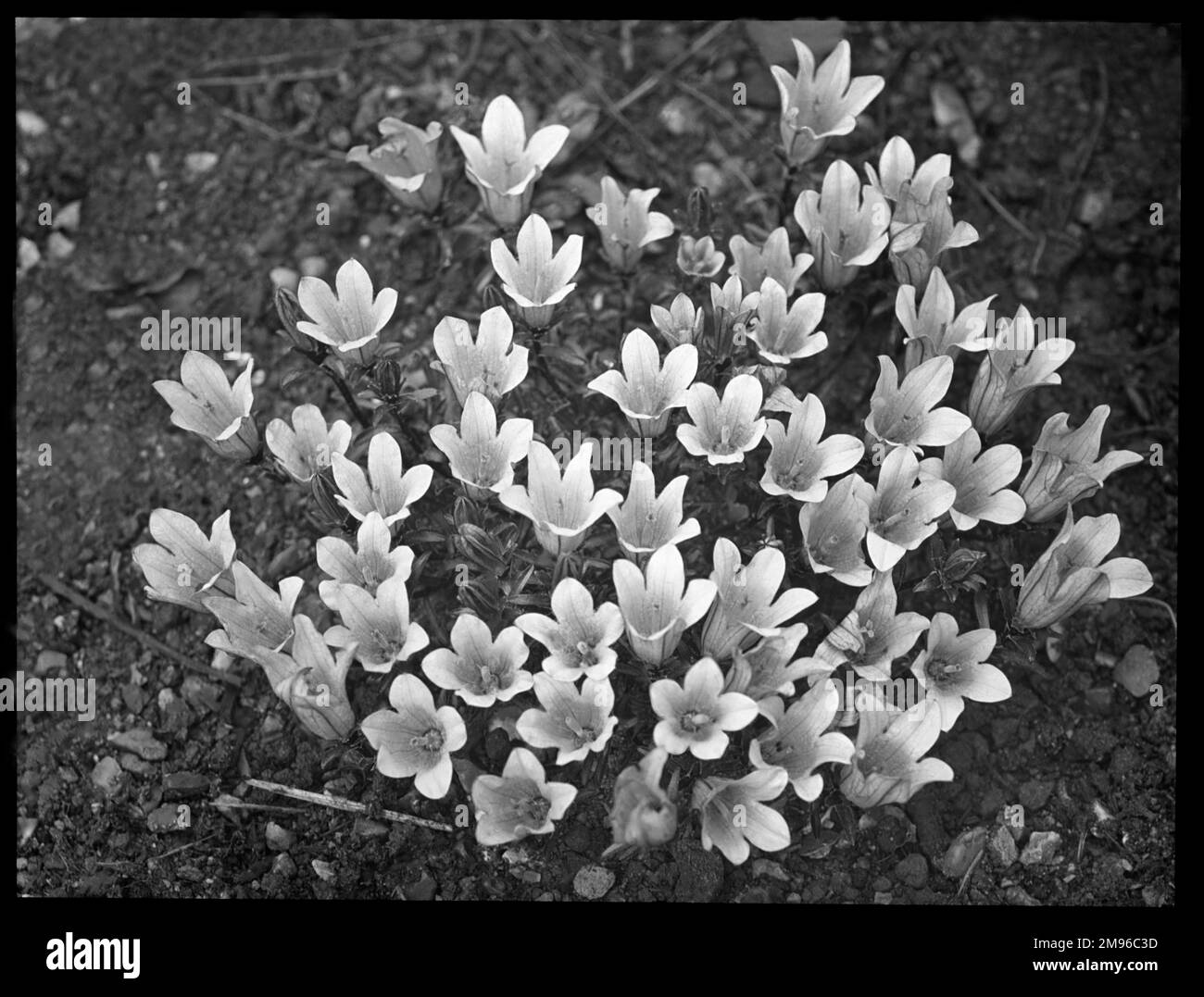 Edraianthus Pumilio (campane di roccia o campane erbose), pianta montana perenne della famiglia Campanulaceae (Bellflower). I fiori sono blu-viola o bianchi. Vedi qui in primo piano, dall'alto. Foto Stock