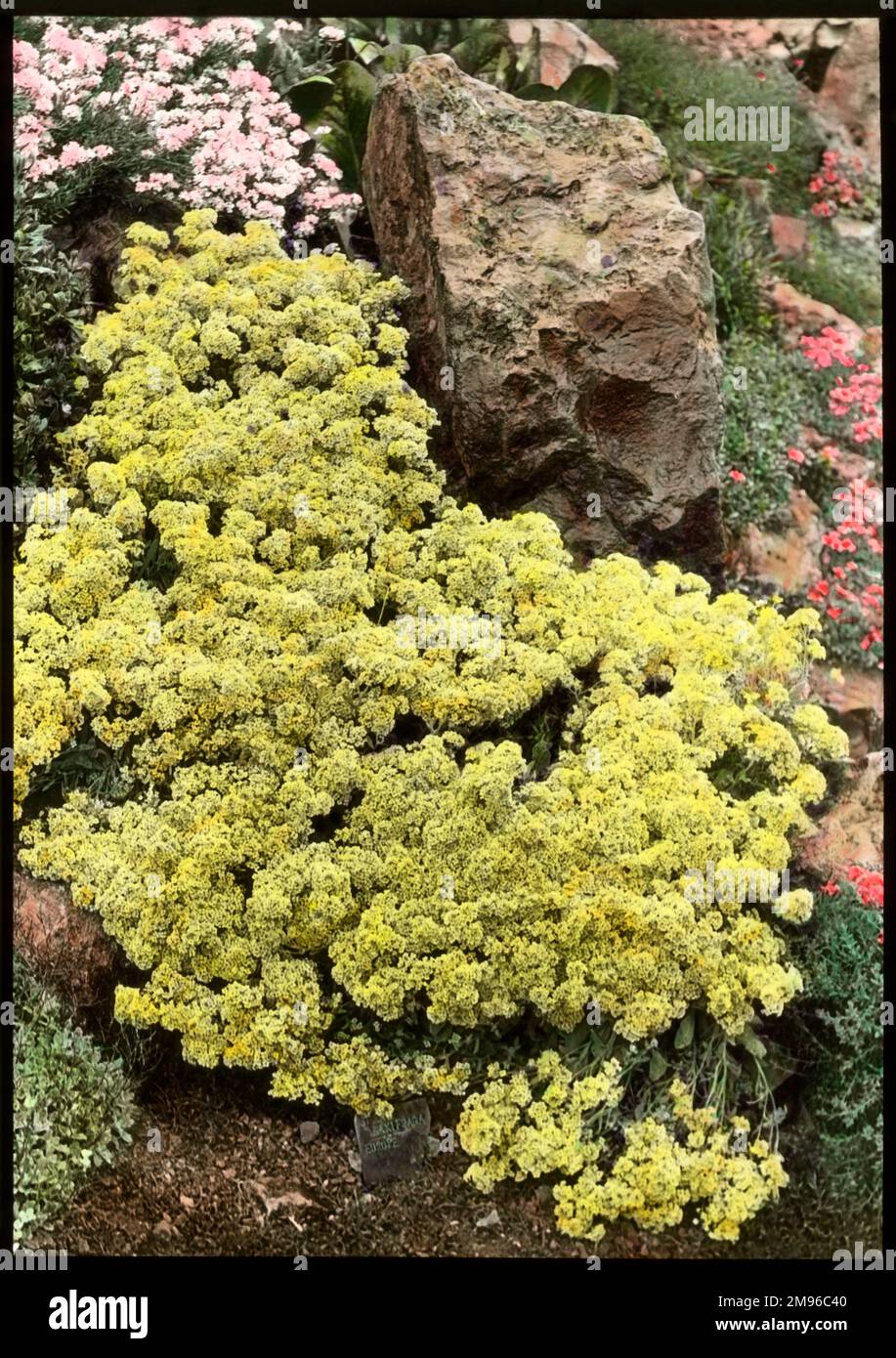 Alyssum Saxatile Citrinum (cesto d'oro), perenne della famiglia delle Brassicacee, con fiori gialli adatti a giardini rocciosi e bordi. Foto Stock