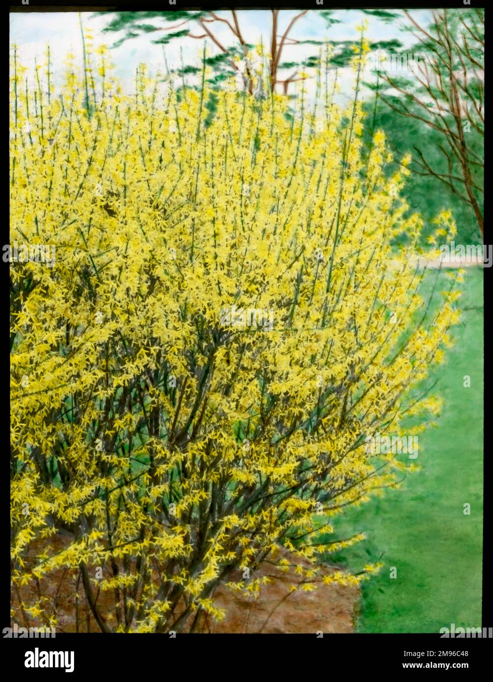 Forsythia Intermedia, un genere della famiglia delle Oleaceae (Olive), e un ibrido di Forsythia Susdispensa e Forsythia viridissima. Ha fiori gialli luminosi. Foto Stock