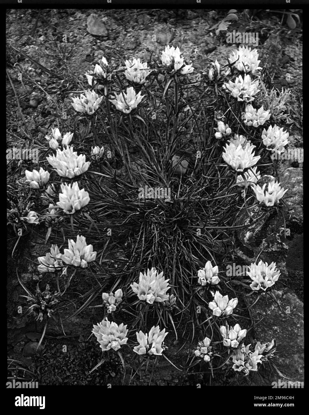 Edraianthus Dalmaticus (Rockbell dalmata), pianta montana perenne della famiglia Campanulaceae (Bellflower). I fiori sono grandi, di colore viola-blu. Vedi qui in primo piano, dall'alto. Foto Stock