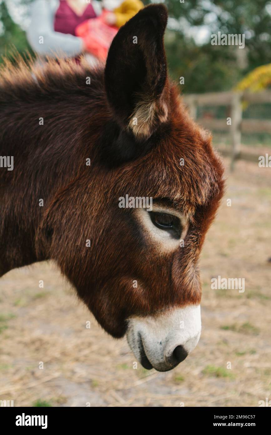 Primo piano di adorabile asino bambino in Florida fattoria Foto Stock