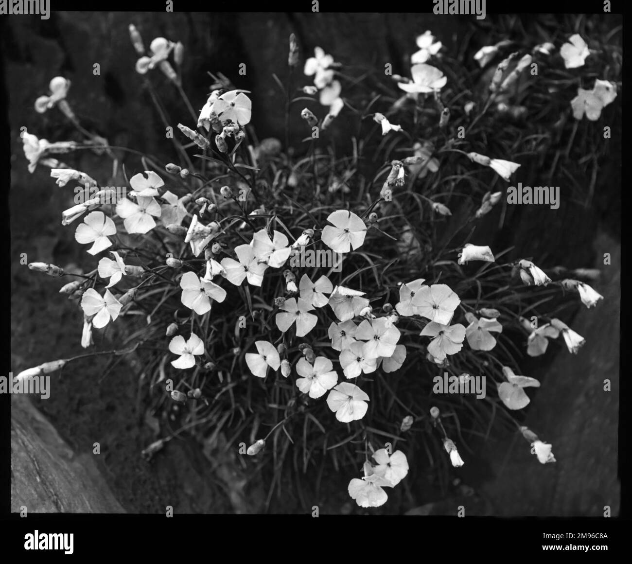 Dianthus Frigidus, pianta fiorita della famiglia delle Caryophyllaceae con fiori viola pallido. Foto Stock