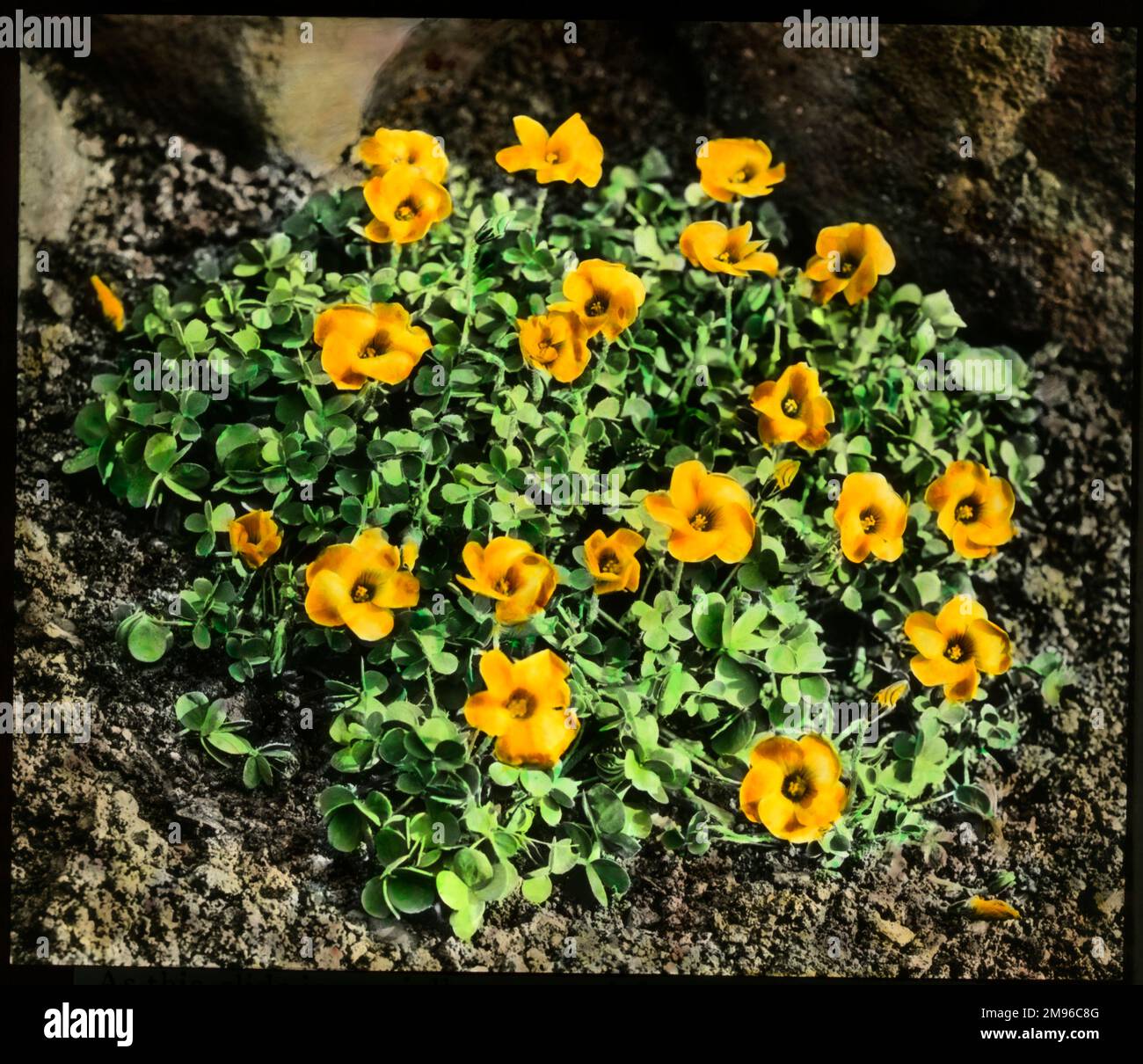 Oxalis lobata o Perdicaria (Sorrel), pianta perenne della famiglia delle Oxalidaceae, con fiori giallo-arancio. Foto Stock