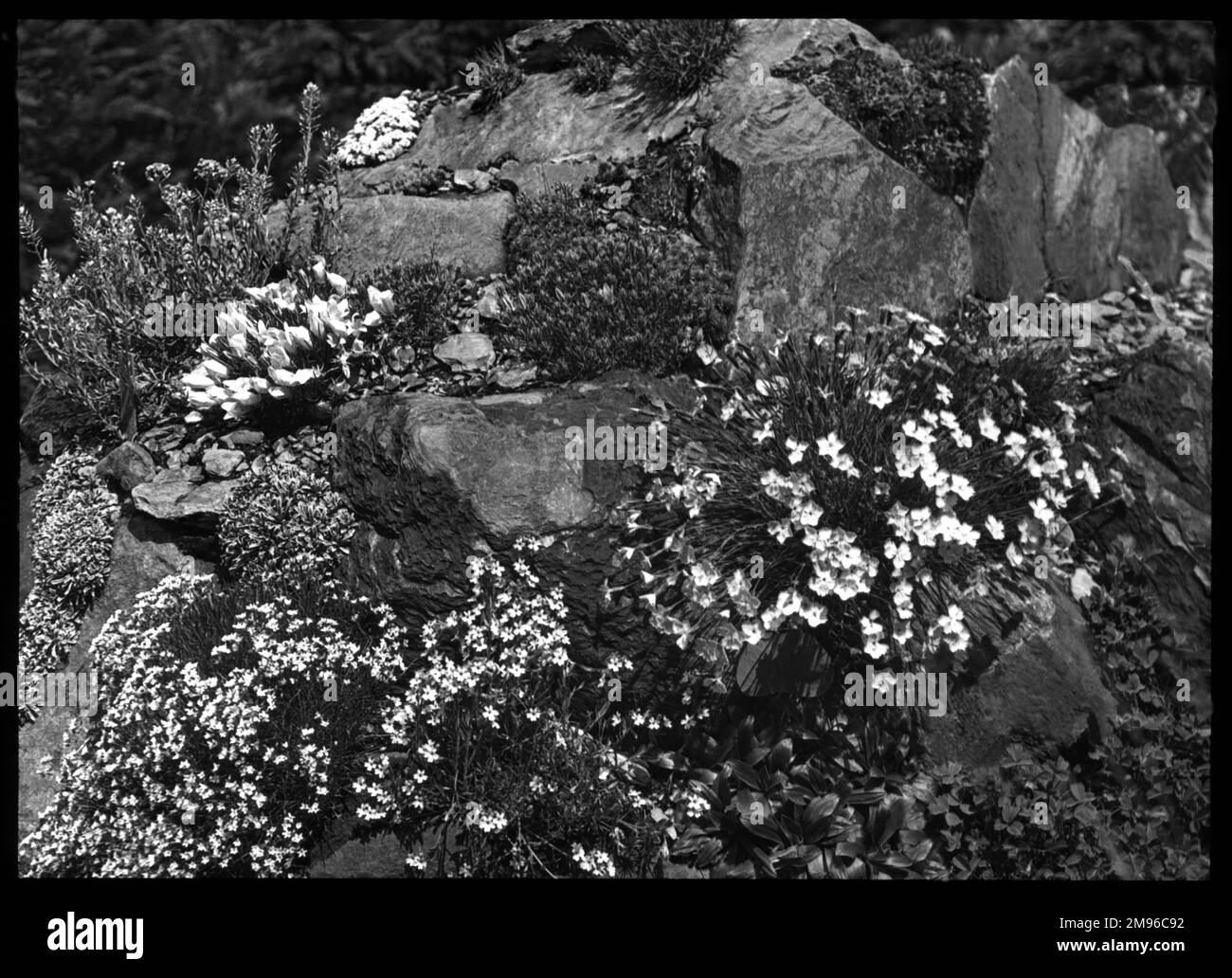 Una serie di Dianthus in un ambiente roccioso. È una pianta fiorita della famiglia delle Caryophyllaceae, con molte specie. Foto Stock
