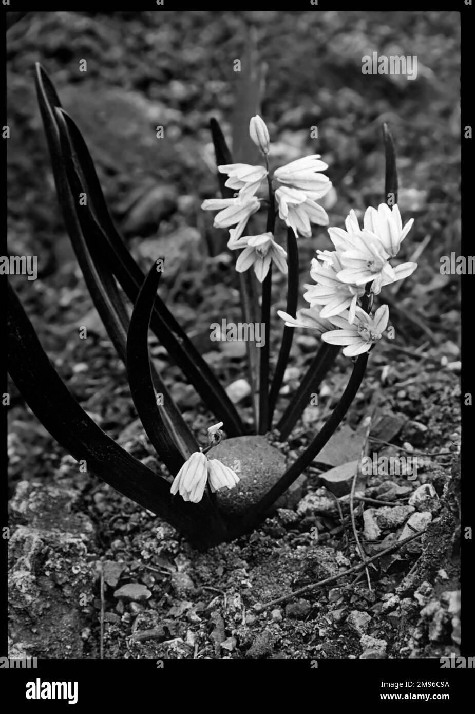Puschkinia scilloides (Hyacinth), pianta fiorente perenne della famiglia delle Hyacinthaceae, con tre varietà. Prende il nome dal botanico russo Apollo Mussin-Pushkin. Foto Stock