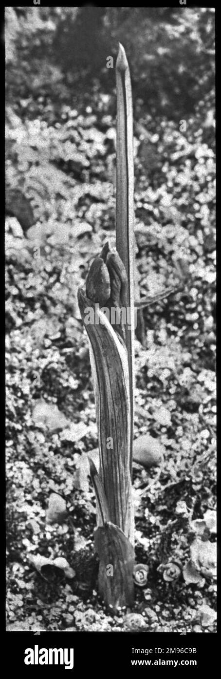 Iris reticulata, un perenne in fiore della famiglia Iridaceae, visto qui come un nuovo sparo prima della fioritura. Foto Stock