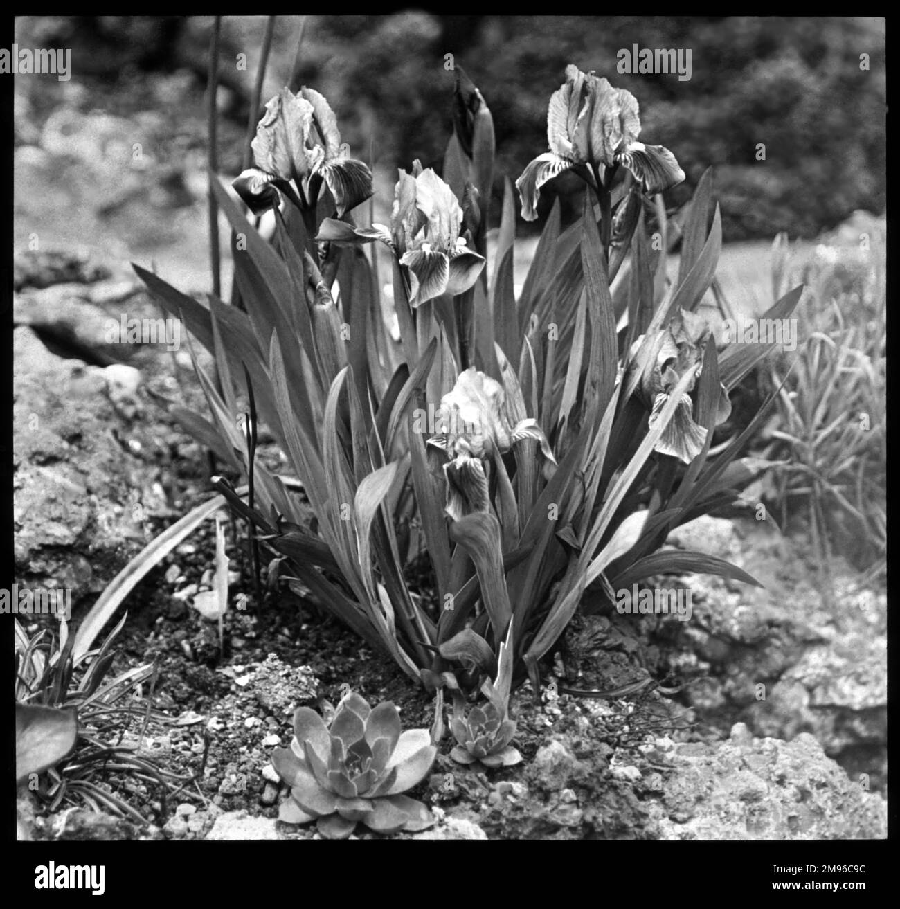 Iris pumila (Iris nana), un ibrido naturale della famiglia Iridaceae. Visto qui crescere in un ambiente roccioso. Foto Stock