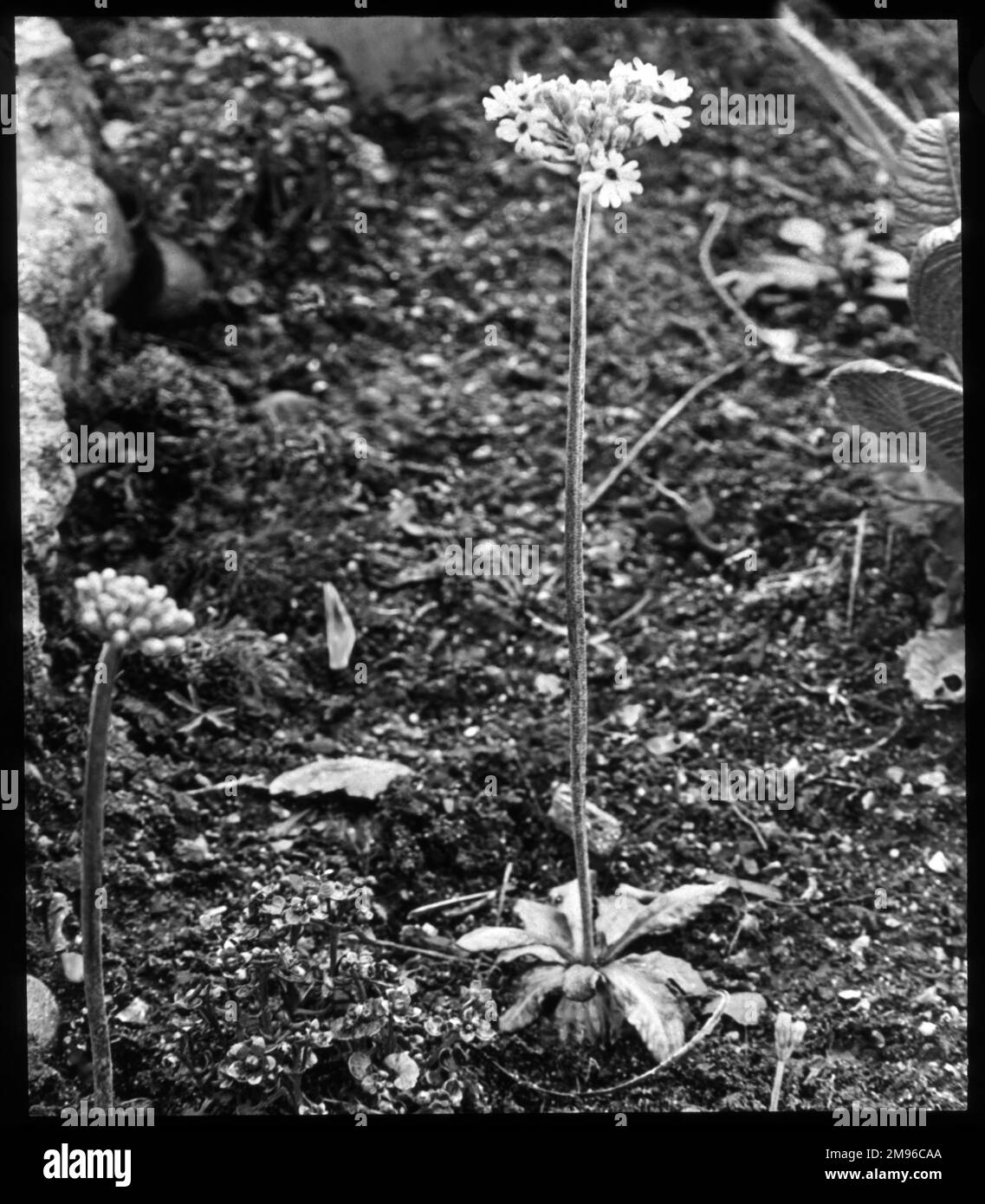 Primula Farinosa, perenne fiorito della famiglia delle Primulacee, con fiori viola-blu o rosa caramella. Il nome latino primula si riferisce ai fiori che sono tra i primi ad aprirsi in primavera. Foto Stock