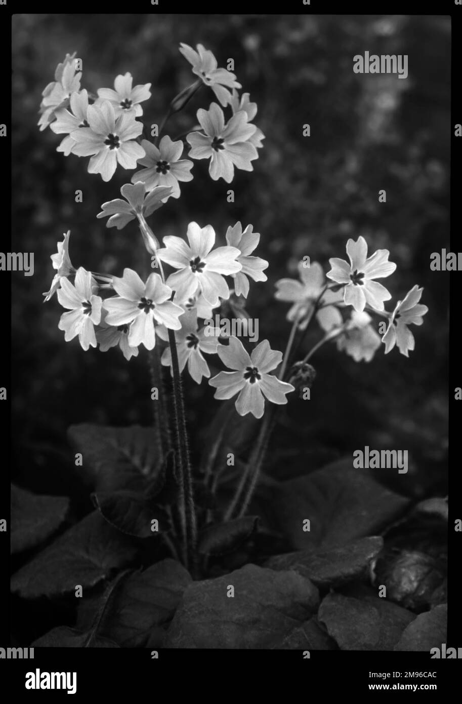 Primula Megaseifolia, una pianta fiorita della famiglia Primulaceae con fiori rosa, originaria della Turchia meridionale, vista qui crescere in un ambiente roccioso. Il nome latino primula si riferisce ai fiori che sono tra i primi ad aprirsi in primavera. Foto Stock